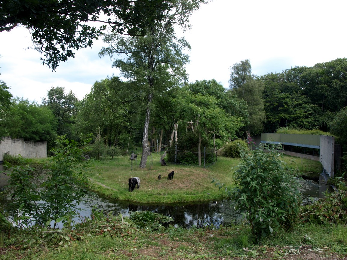 Burgers Zoo - Gorilla enclosure