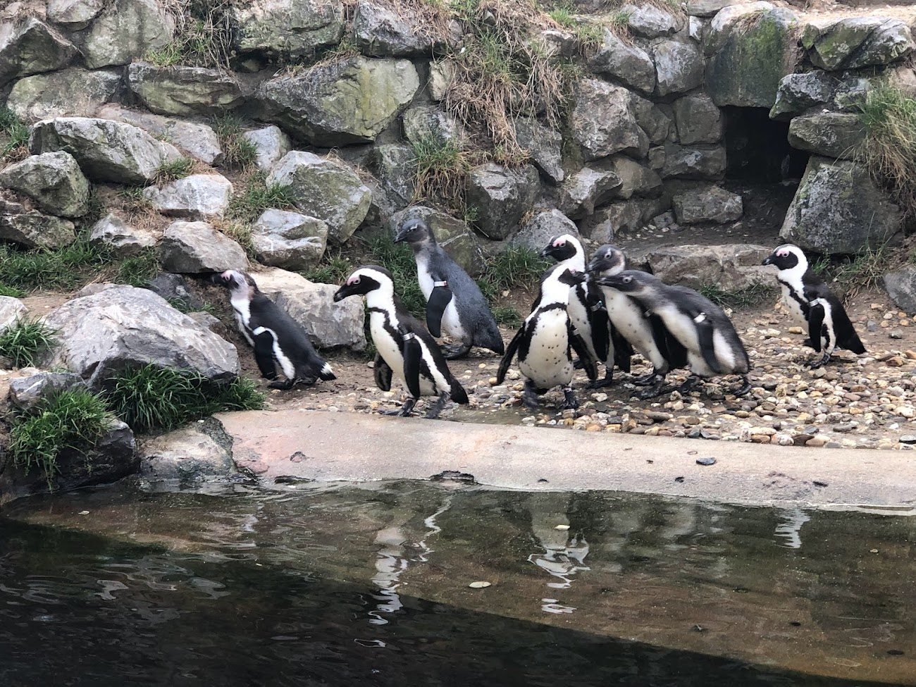 Burgers' Zoo- group of cape penguins- 2022