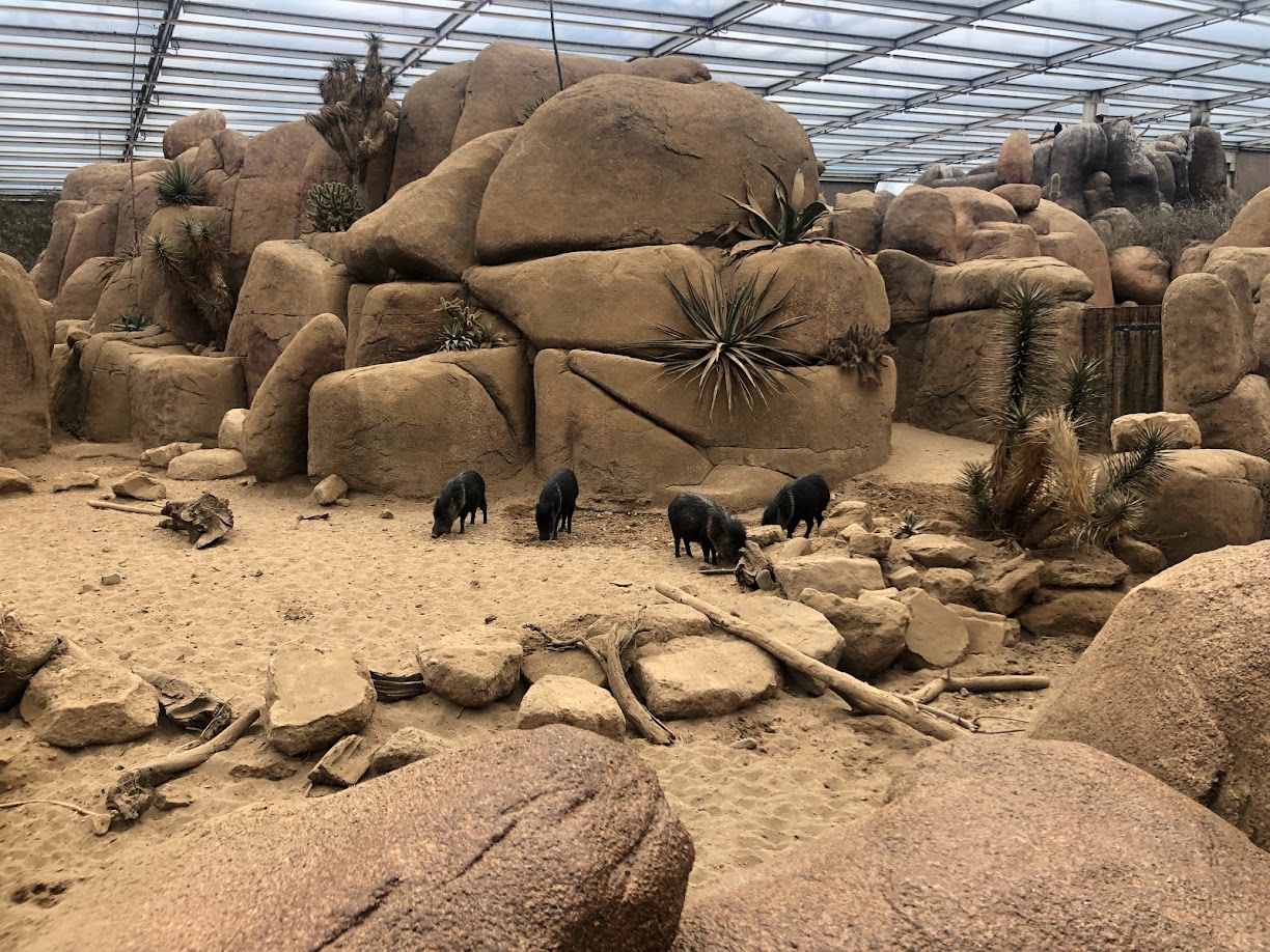 Burgers' Zoo- group of collared peccary in Burgers' Dessert- 2022