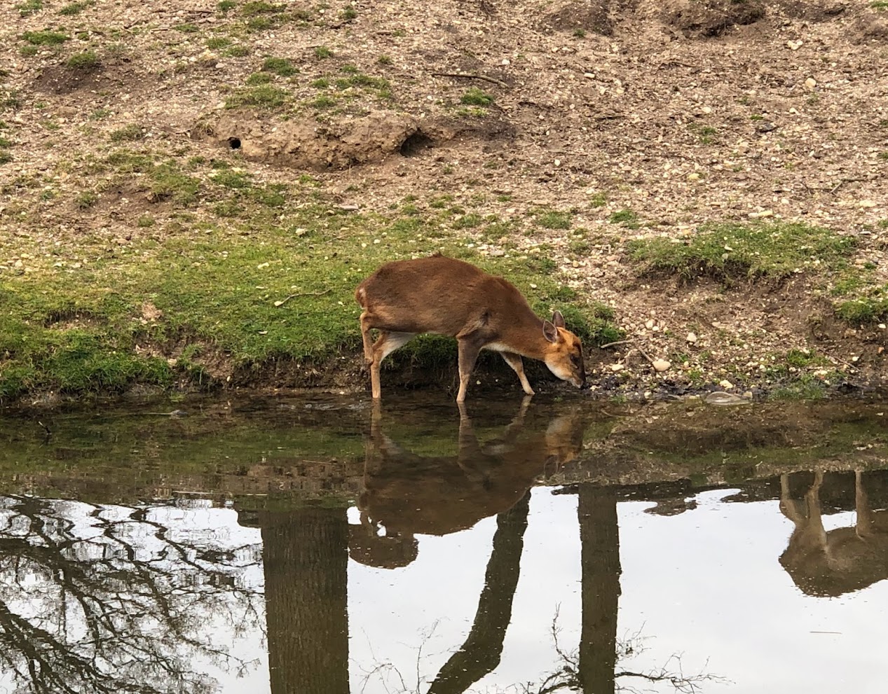 Burger's Zoo- hog deer- 2023