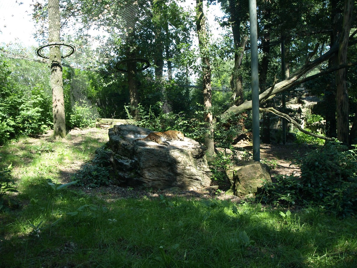 Burgers Zoo - Leopard exhibit