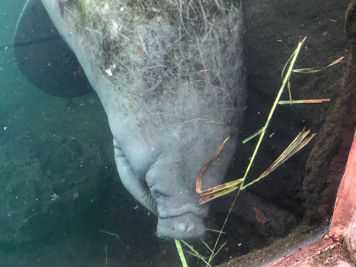 Burgers' Zoo- male manatee eating- 2022