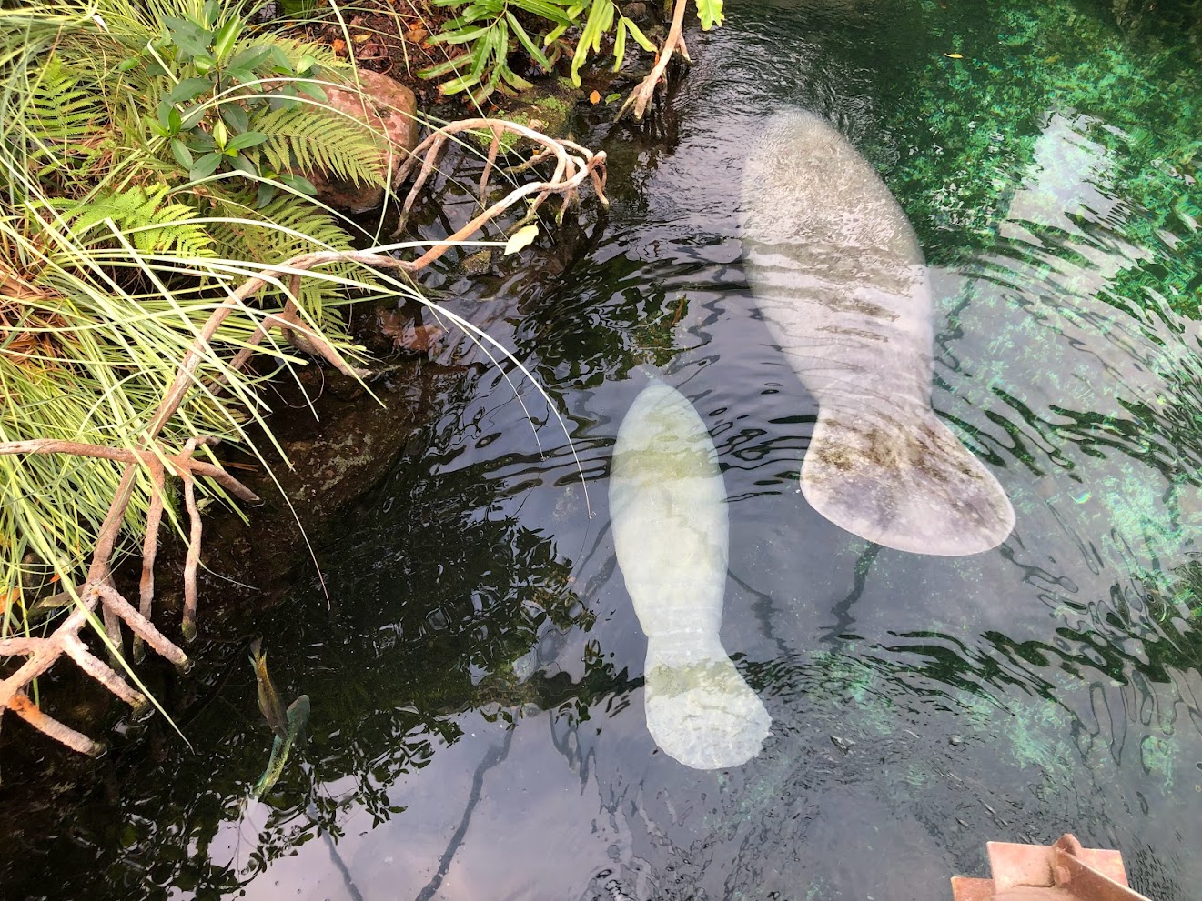 Burger's Zoo- manatee mother and calf- 2022