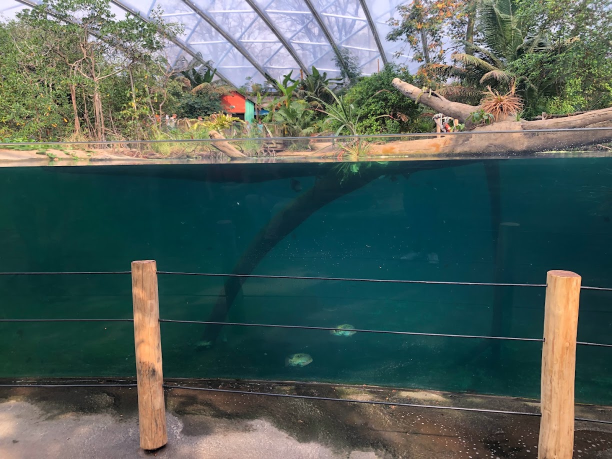Burgers' Zoo- manatee underwater viewing- 2022