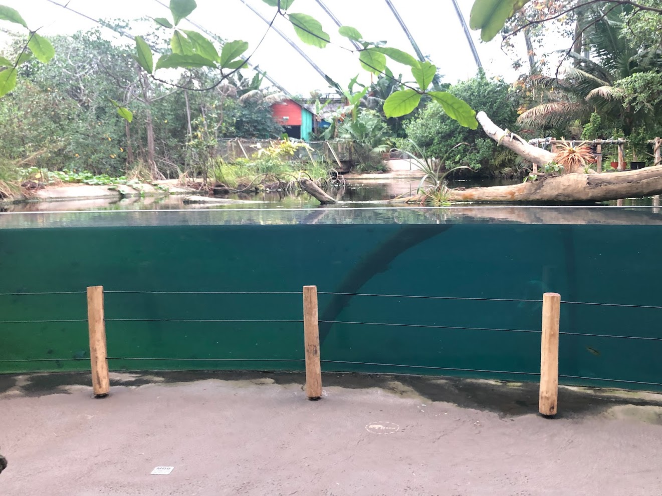 Burger's Zoo- manatee underwater viewing- 2022