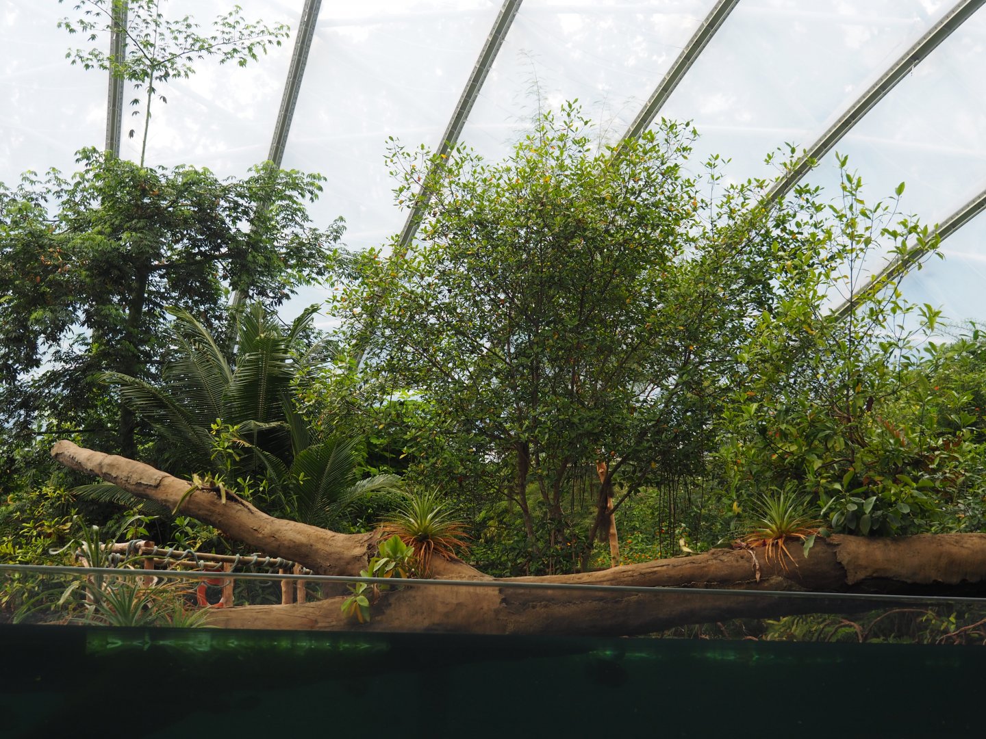 Burgers Zoo Mangrove