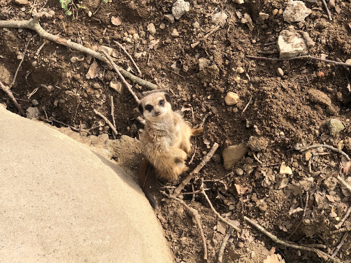 Burgers' Zoo- meerkat- 2022