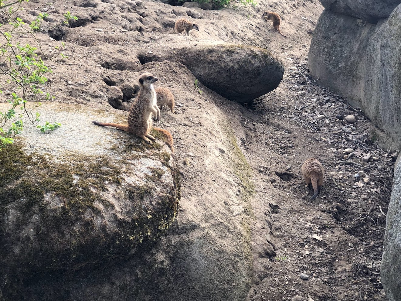 Burger's Zoo- meerkats- 2022