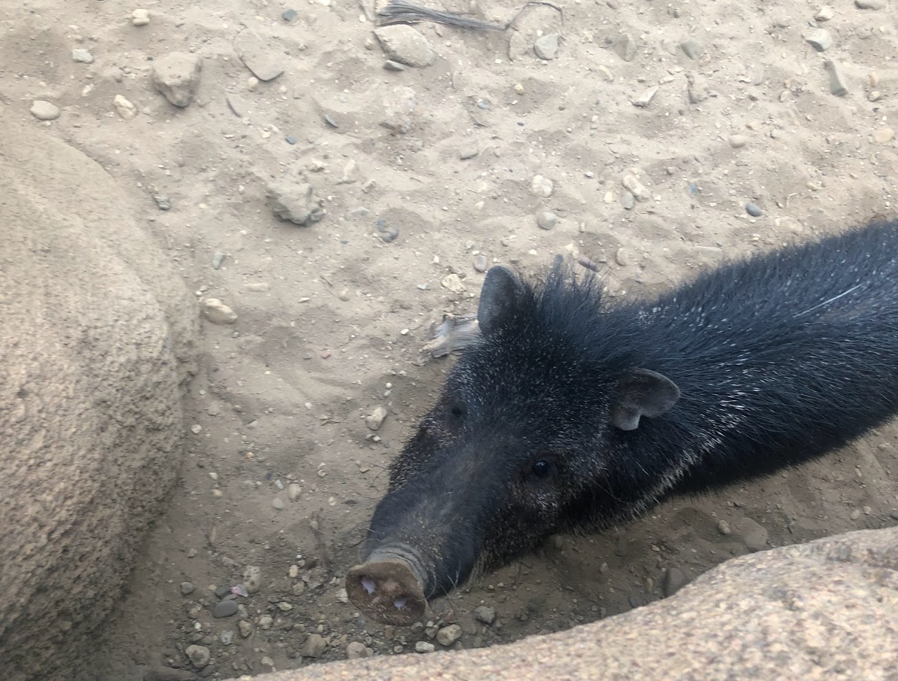 Burger's Zoo- peccary- 2022