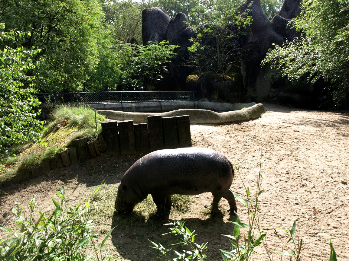 Burgers Zoo - Pygmy hippo