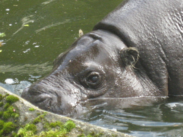 Burgers Zoo - Pygmy hippo
