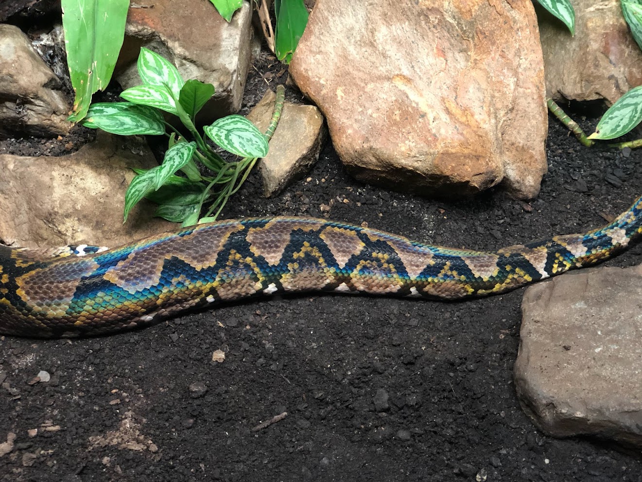 Burger's Zoo- rainbow reflection on reticulated python- 2022