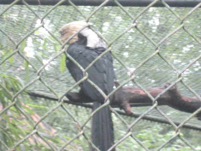 Burgers Zoo - Rhinoceros bird