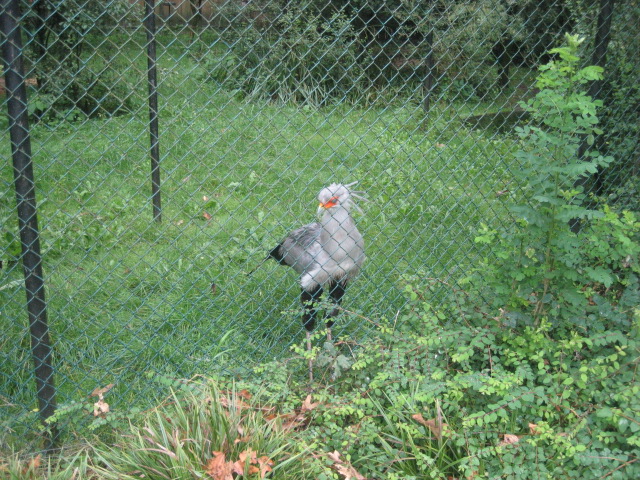 Burgers Zoo - Secretary bird