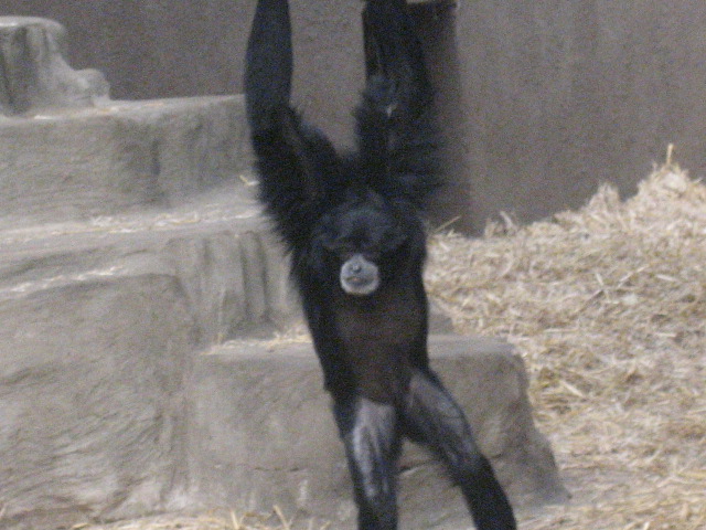 Burgers Zoo - Siamang