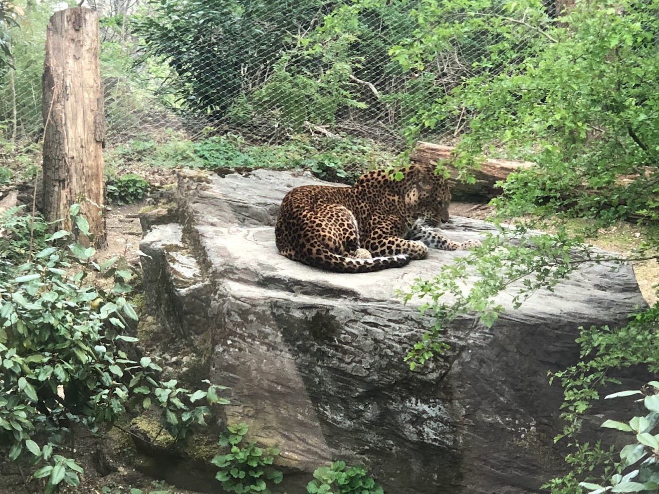 Burger's Zoo- Sri Lankan leopard- 2022
