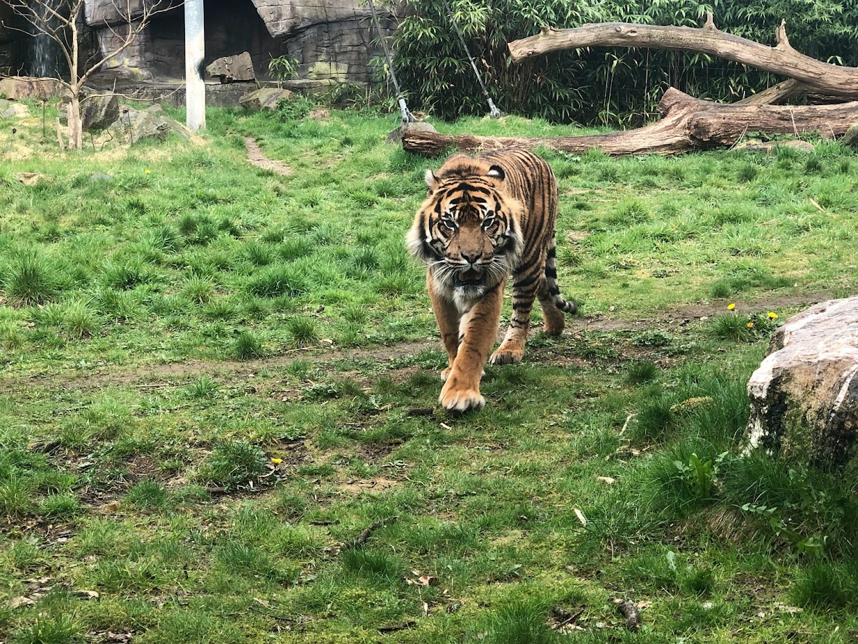 Burgers' Zoo- Sumatran tiger- 2022