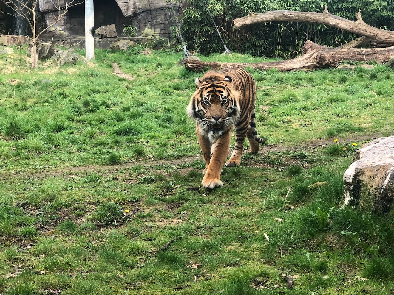 Burger's Zoo- Sumatran tiger- 2022