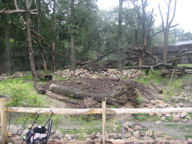 Burgers Zoo - Sun Bear exhibit