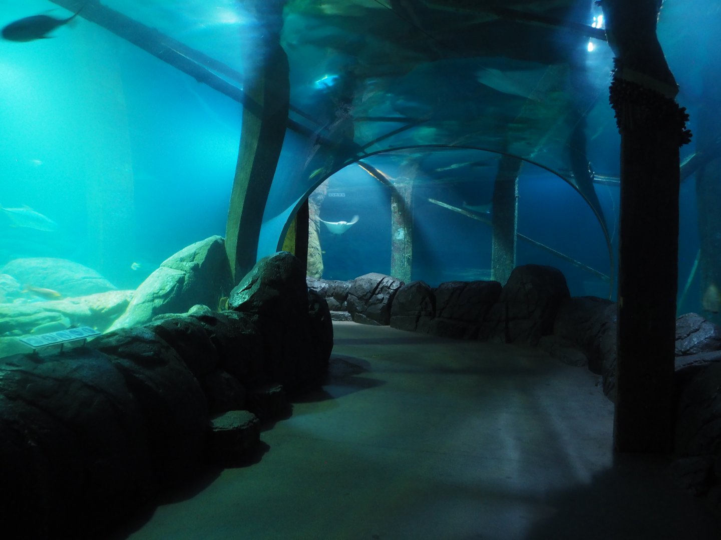 Burgers Zoo Tunnel Tank