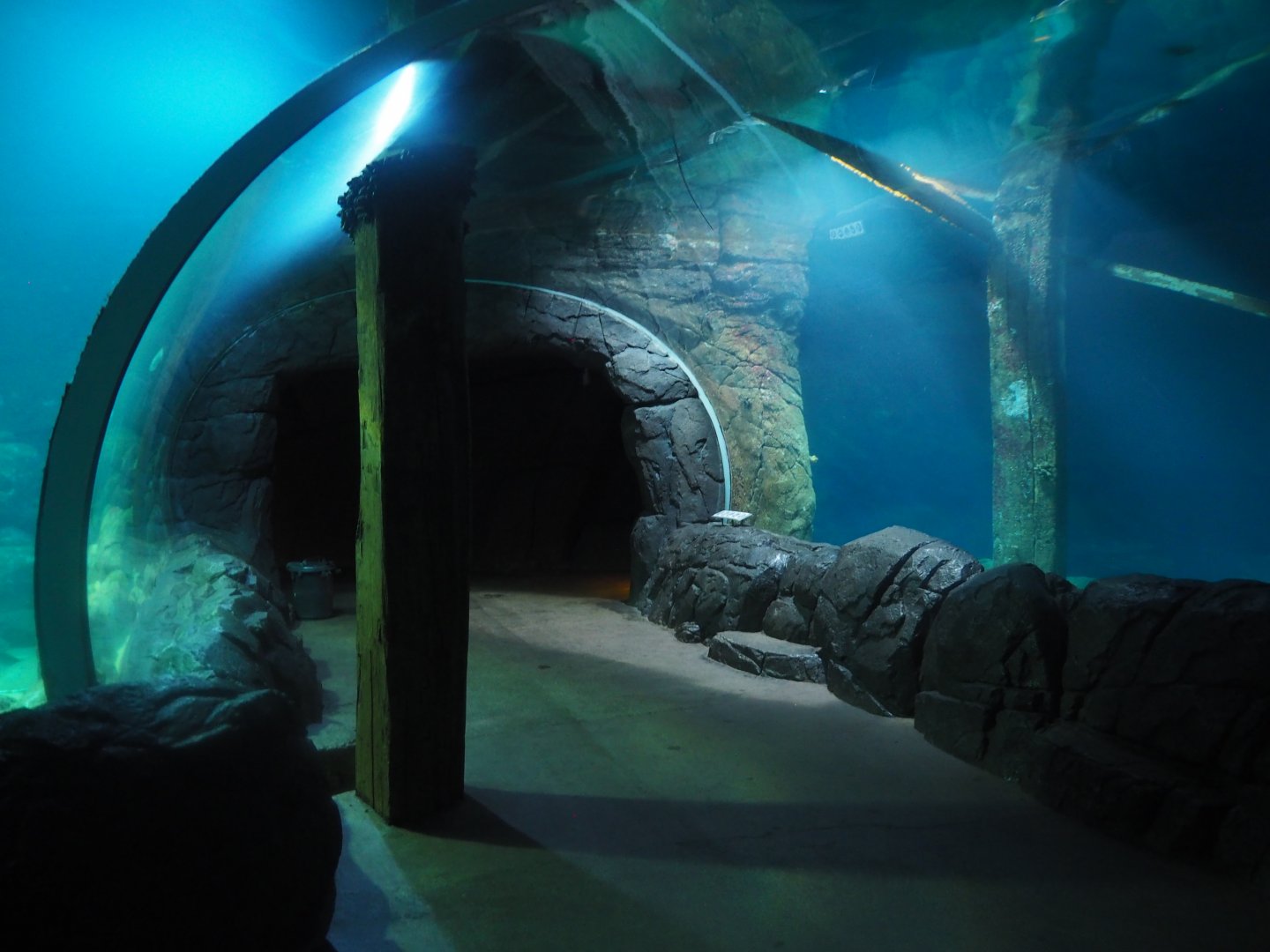 Burgers Zoo Tunnel Tank