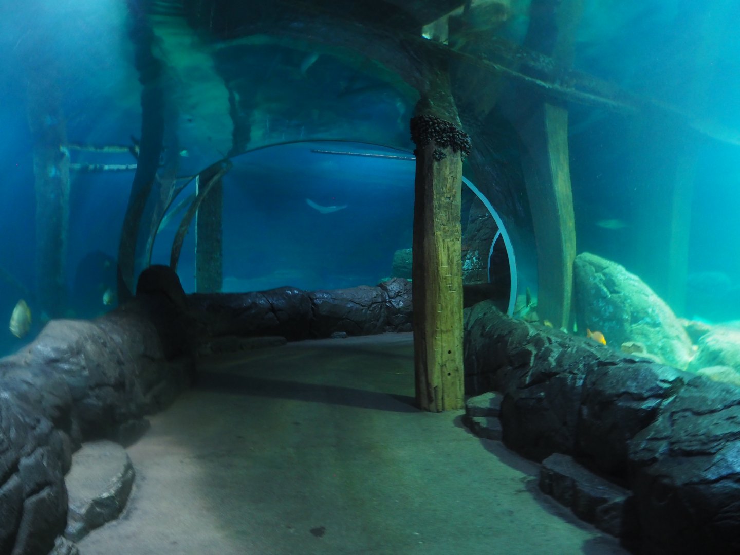Burgers Zoo Tunnel Tank