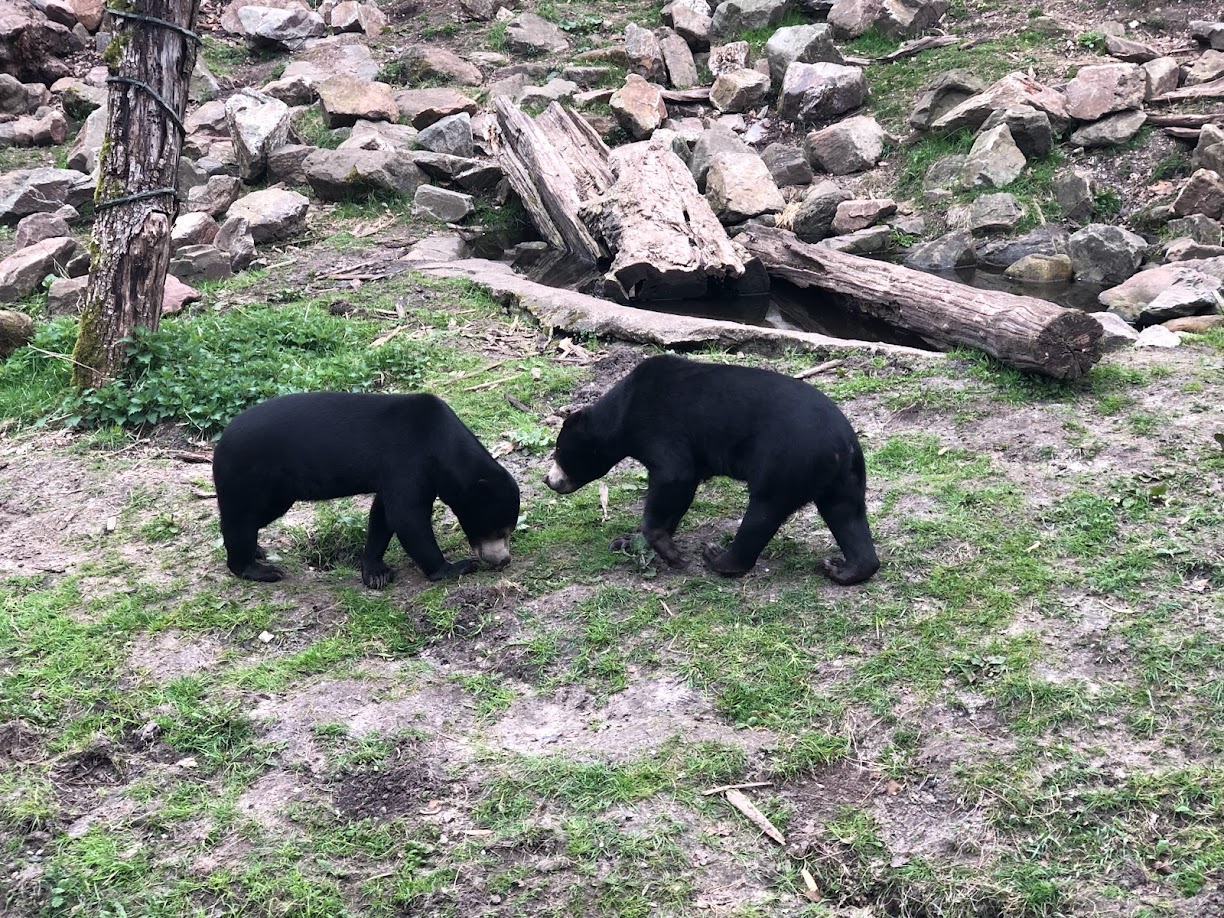 Burgers' Zoo- two Malayan bears- 2022