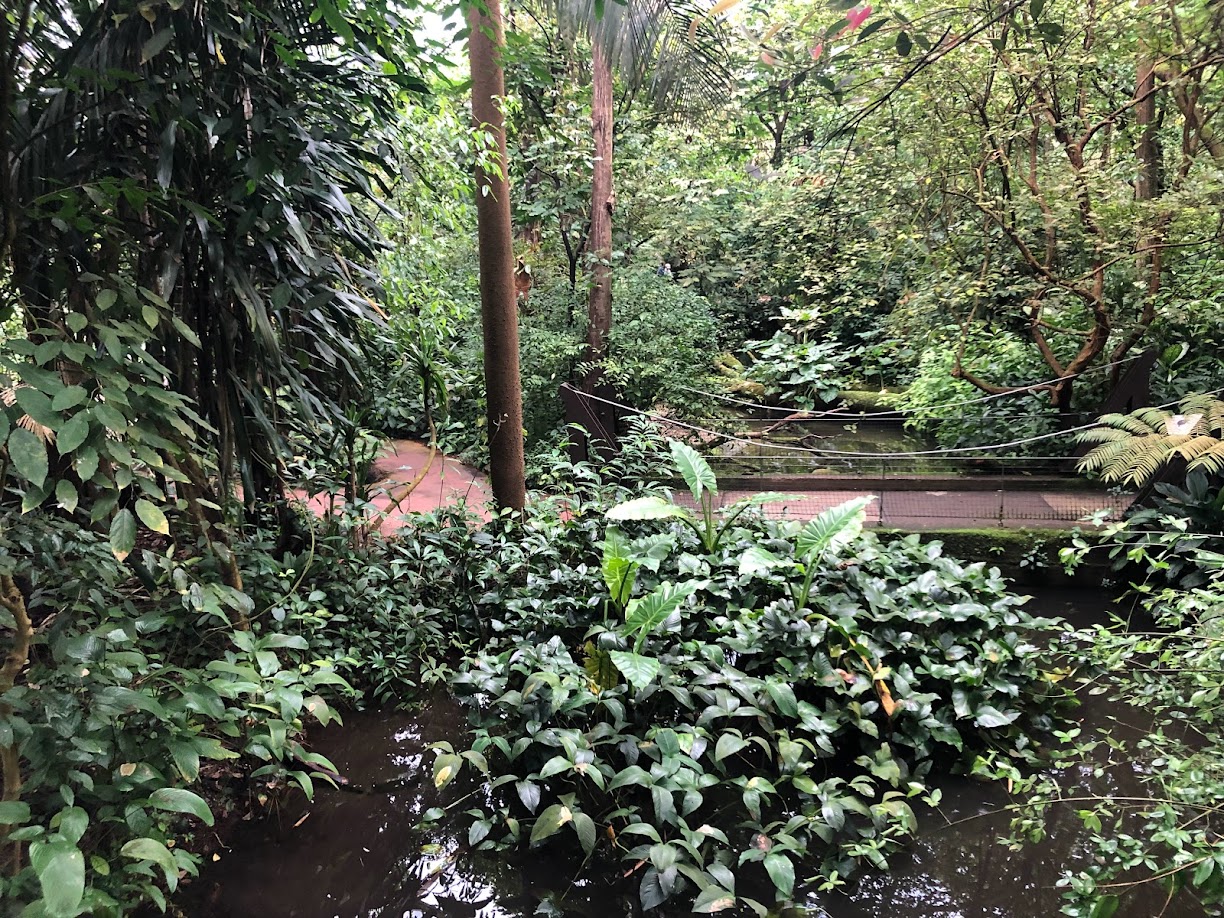 Burgers' Zoo- view into Burgers' Bush from a bridge- 2022