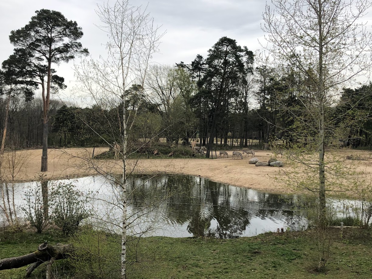 Burgers' Zoo- view onto African savannah- 2022