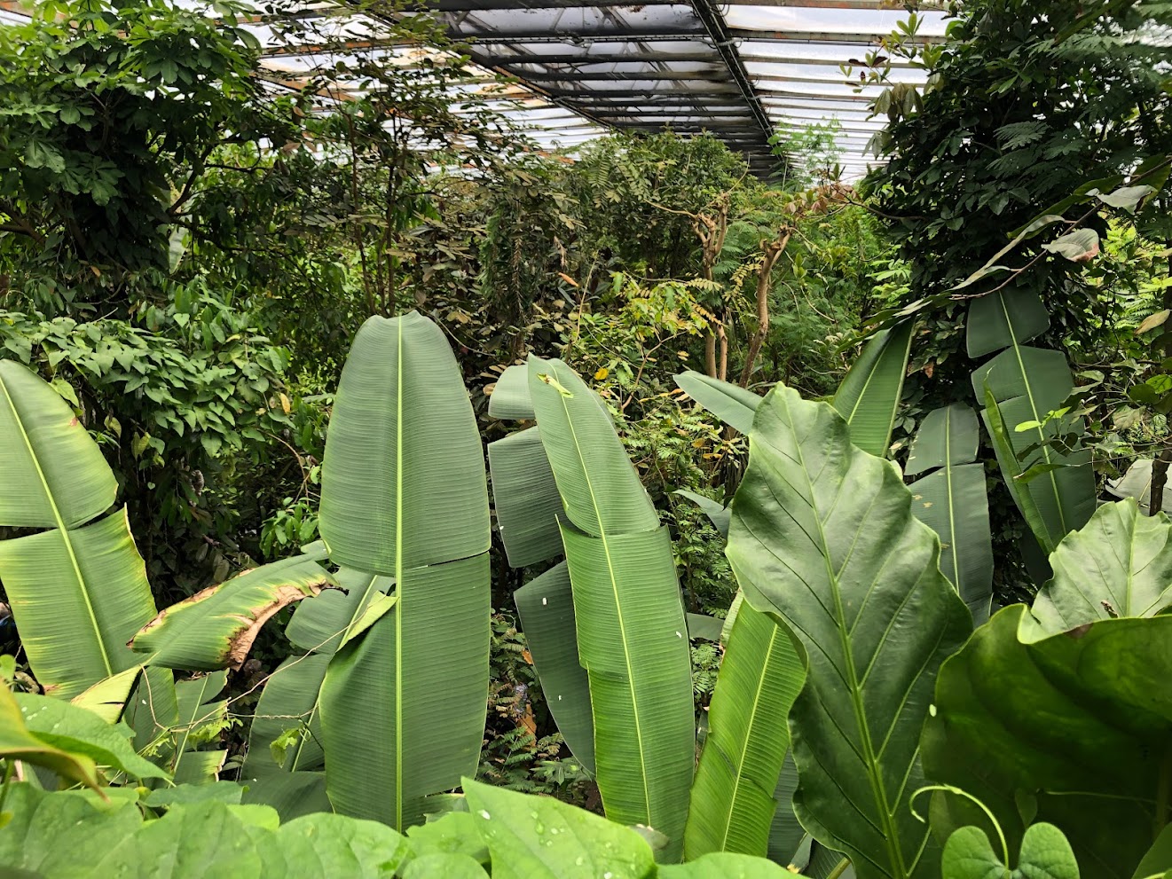 Burger's Zoo- view over Burger's Bush- 2022