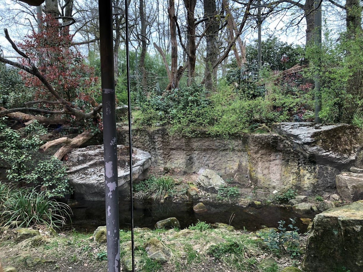 Burgers' Zoo- viewing into the amur leopard enclosure- 2022