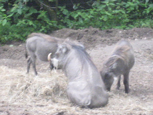 Burgers Zoo - Wart hogs