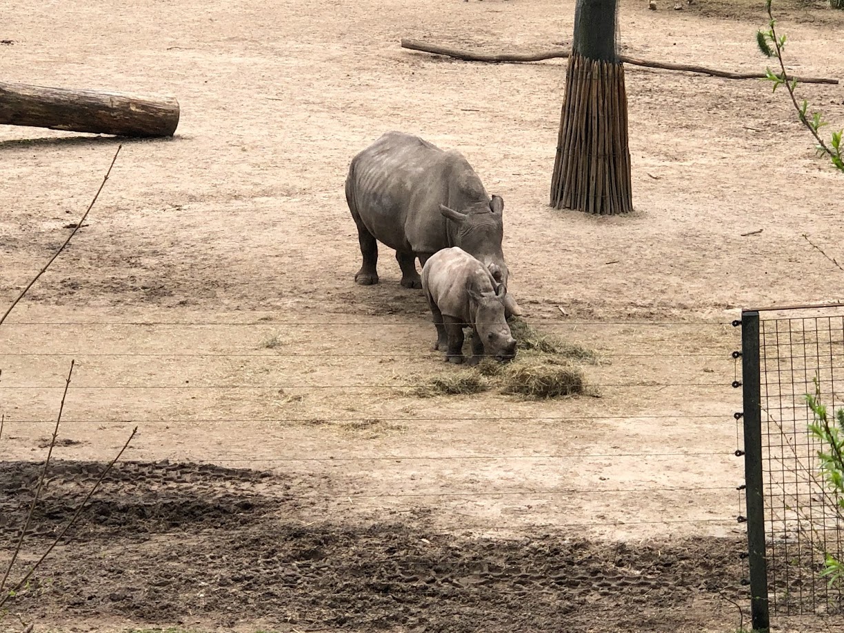 Burgers' Zoo- white rhino mother with calf- 2022
