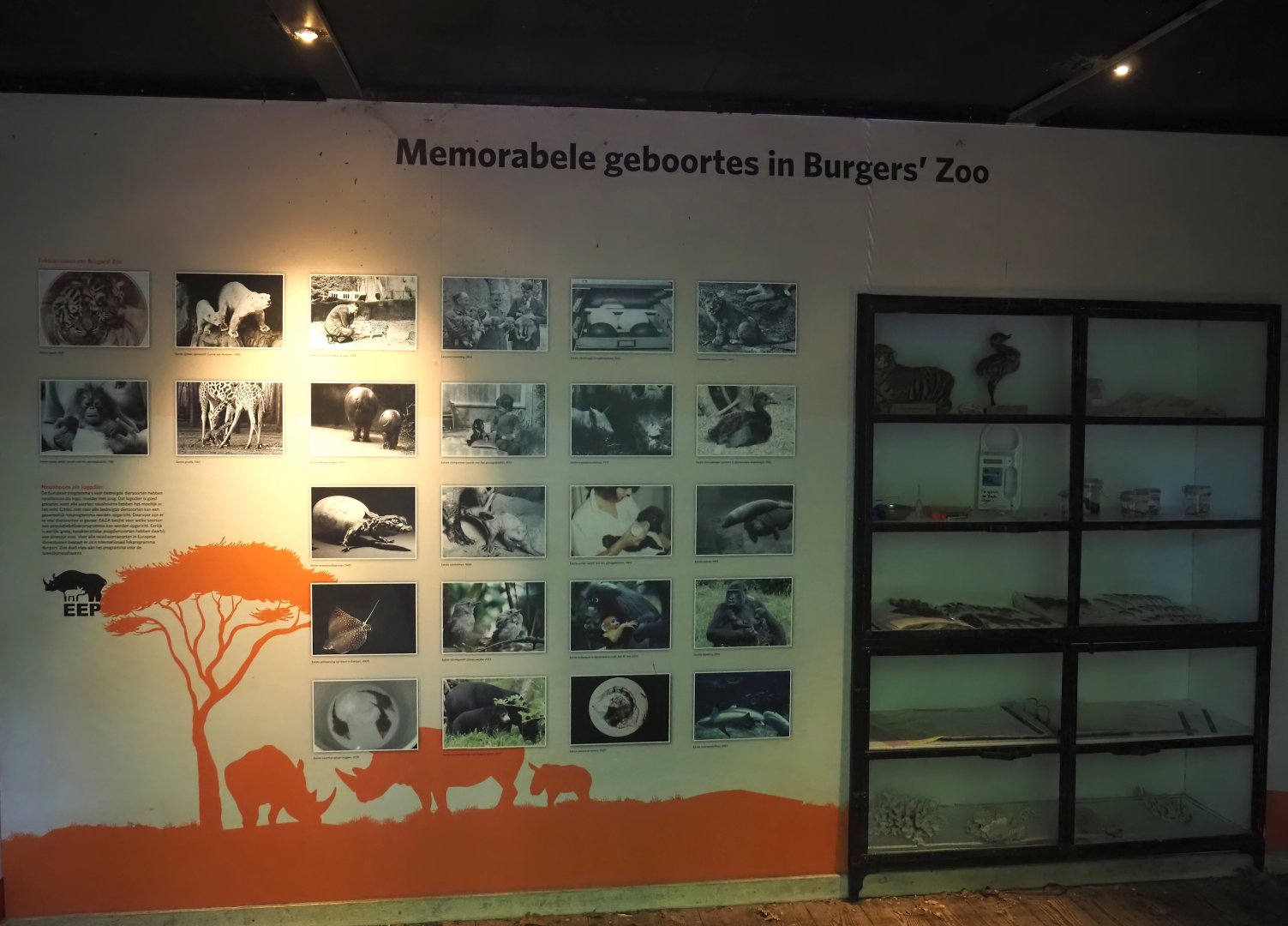 Burgers' Zoo's breeding results signage, 2025-05-17