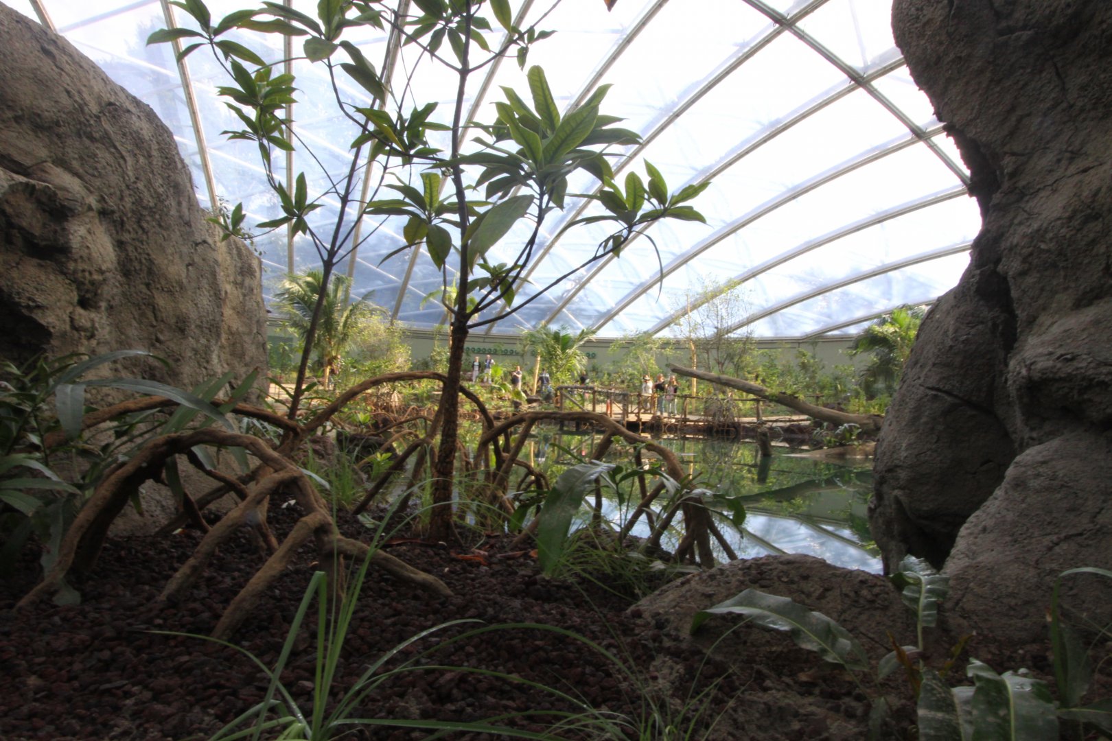 Burgers'Mangrove, zeekoeienbassin