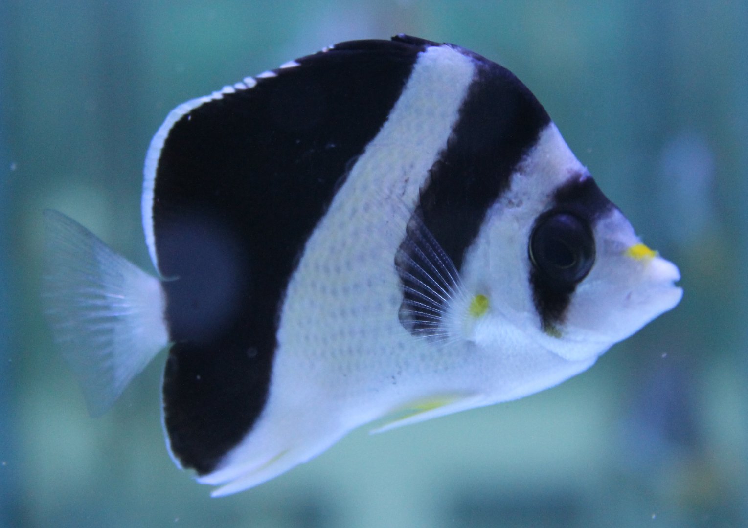 Burgess'  butterflyfish - Chaetodon burgessi
