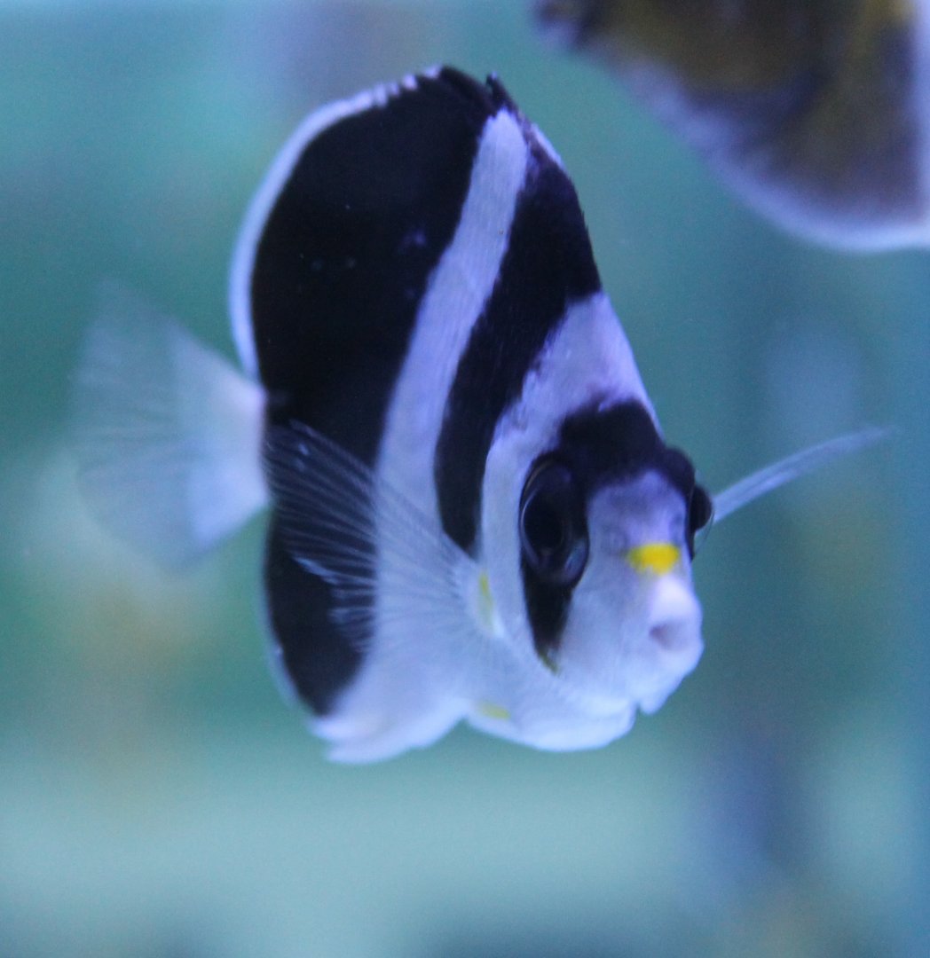 Burgess' butterflyfish - Chaetodon burgessi
