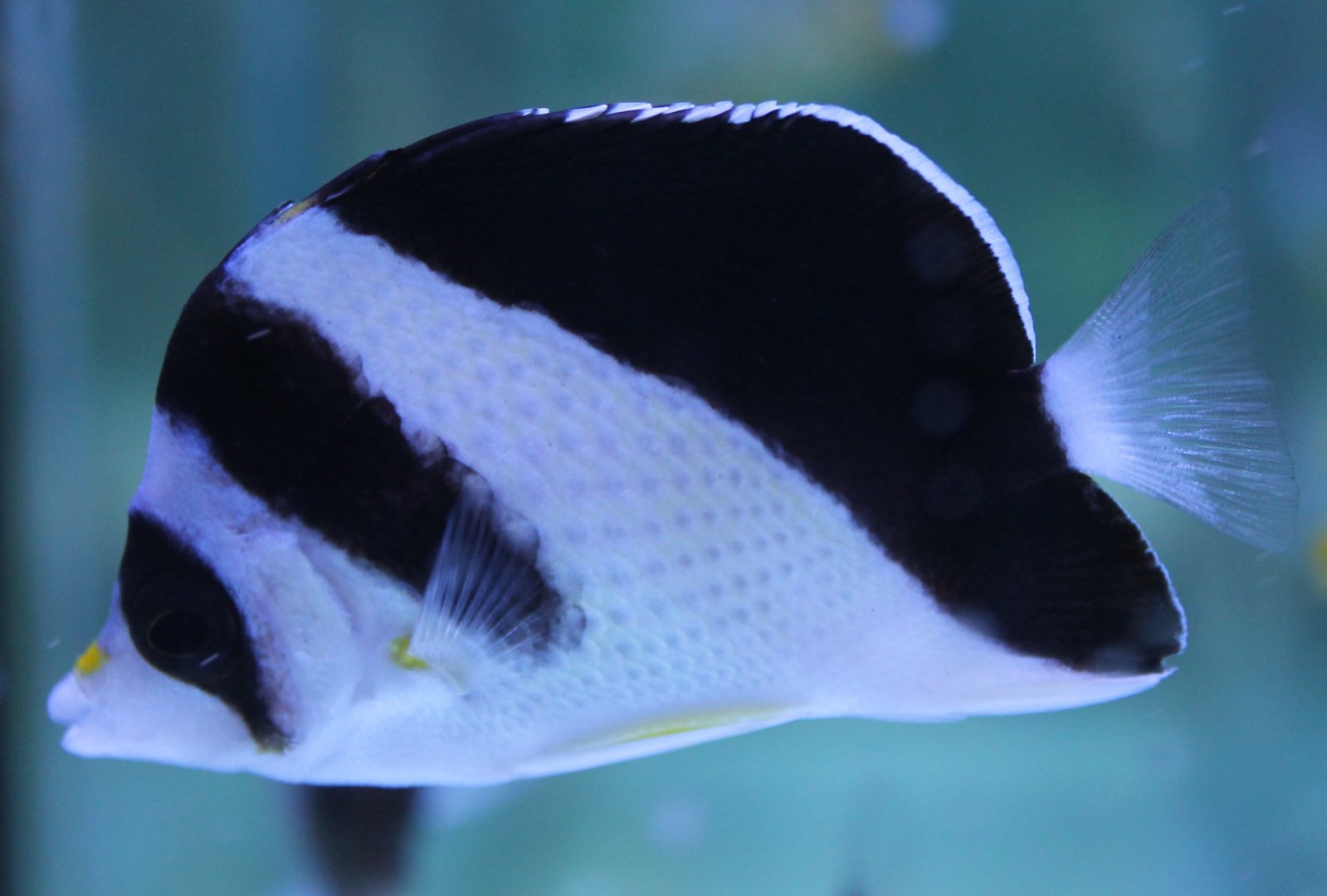Burgess' butterflyfish - Chaetodon burgessi