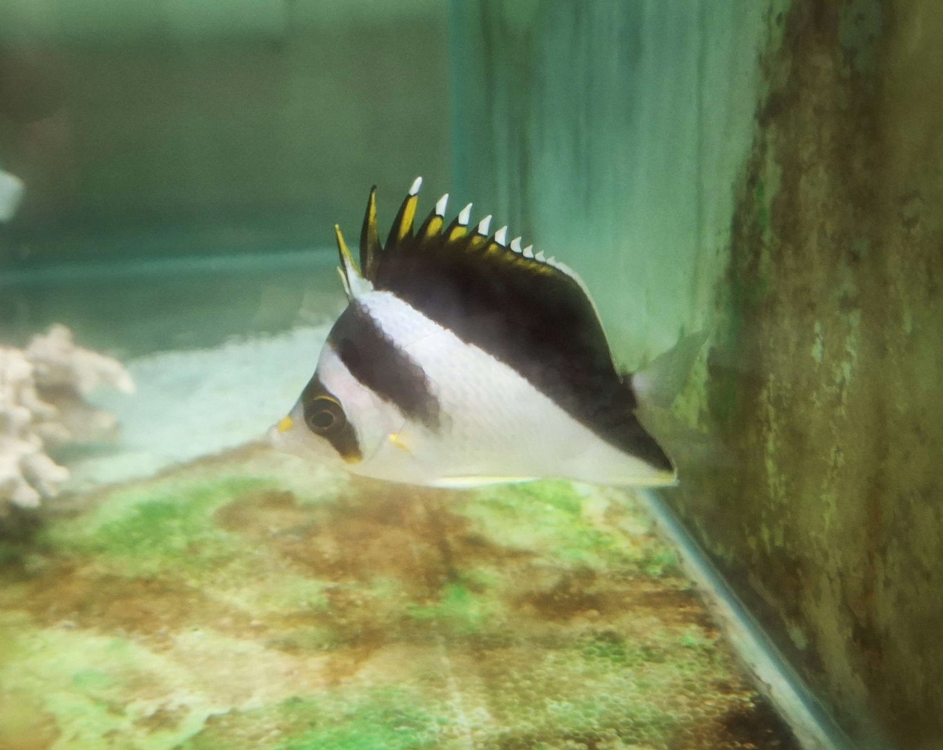 Burgess' Butterflyfish (Chaetodon burgessi)