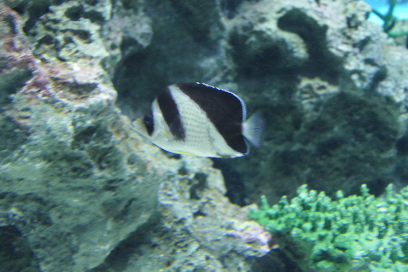 Burgess' Butterflyfish (Chaetodon burgessi)