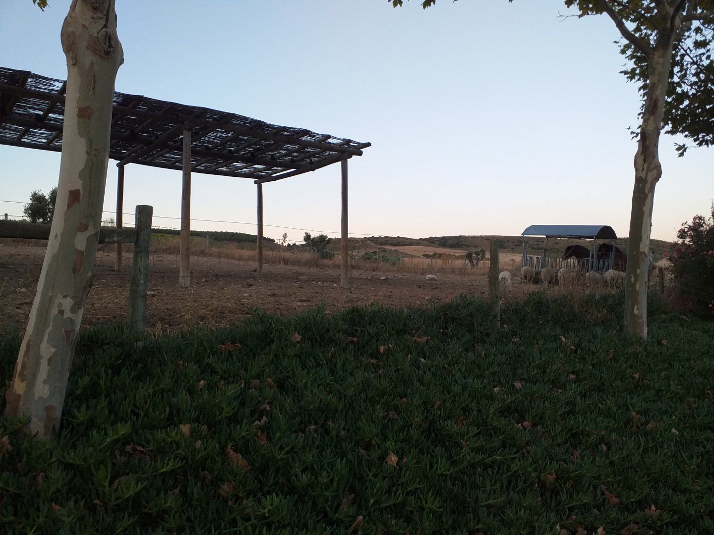 Burgete horse, Navarre pony, Appaloosa, Pirenaica cattle, Betizu cattle, Celtiberic goat and Navarre sheep exhibit -Sendaviva (2020)