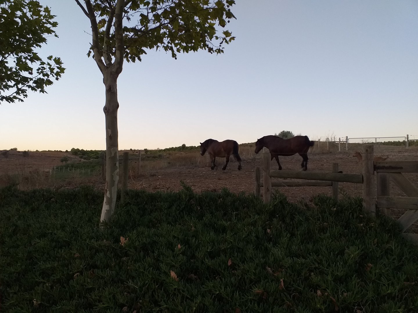 Burgete horse, Navarre pony, Appaloosa, Pirenaica cattle, Betizu cattle, Celtiberic goat and Navarre sheep exhibit -Sendaviva (2020)