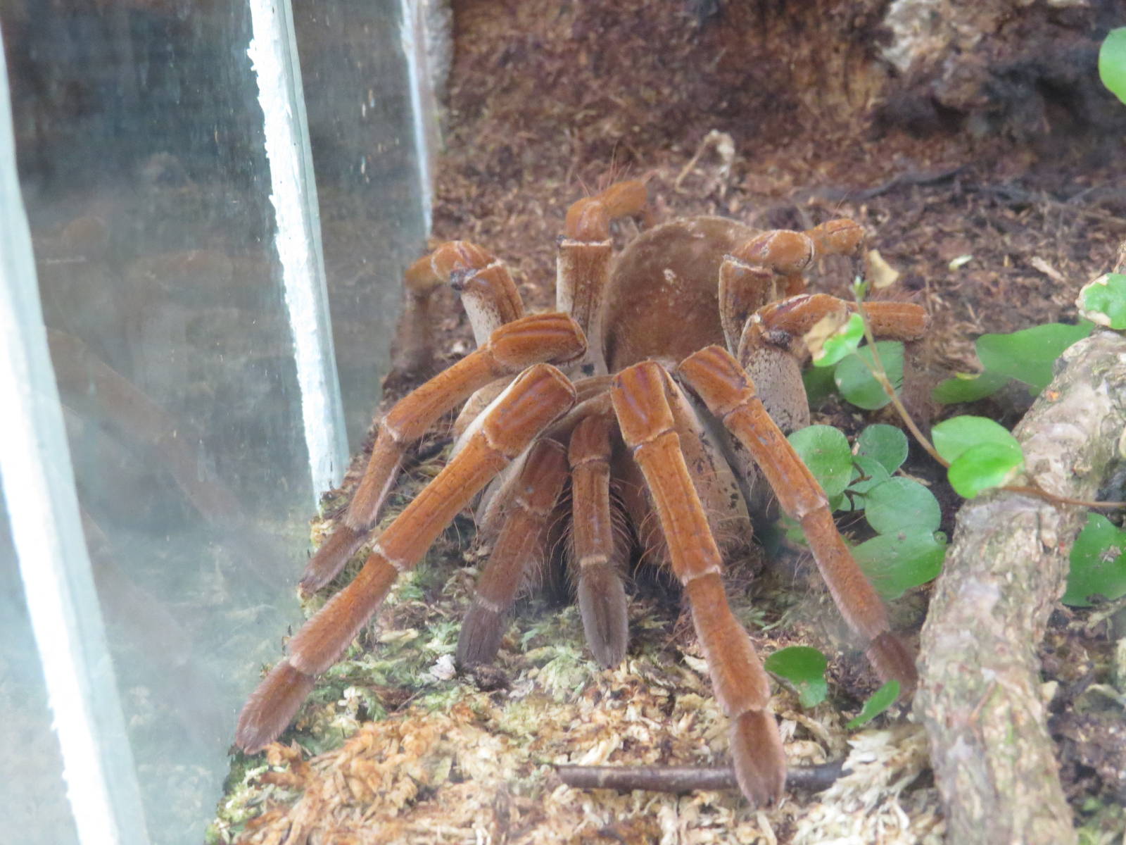 Burgundy goliath bird-eating spider, June 2015