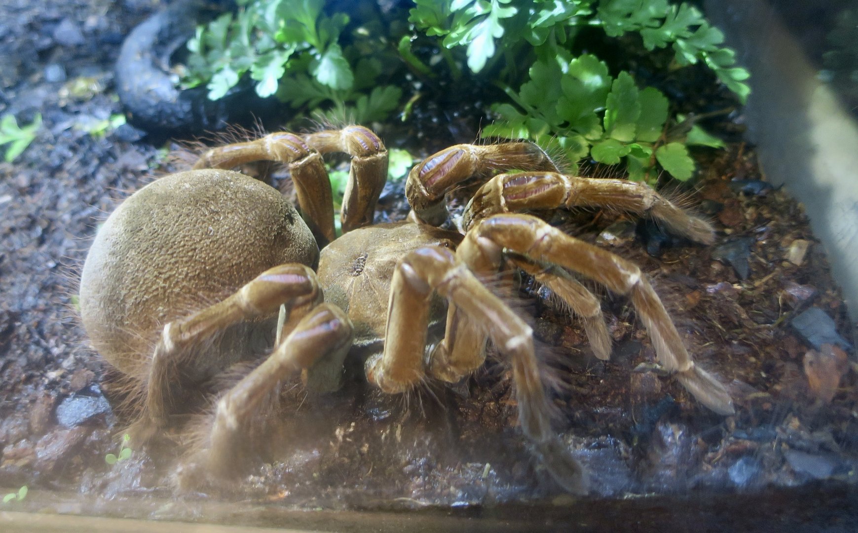 Burgundy Goliath Birdeater (Theraphosa stirmi)