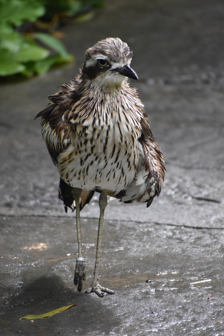 Burhinus grallarius - Bush Stone-curlew