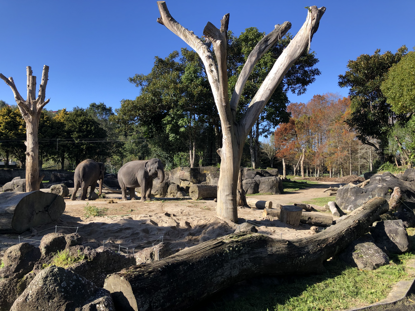 Burma and Anjalee in the Elephant enclosure