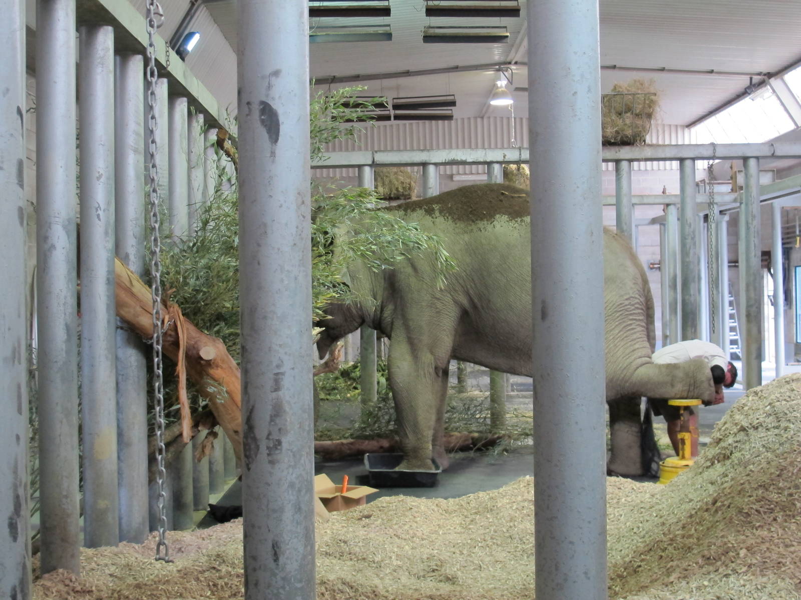 Burma - Auckland Zoo 2013