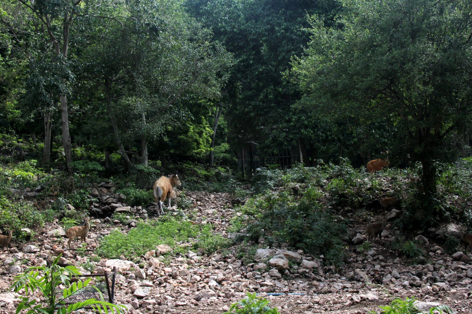 Burma banteng (Bos javanicus birmanicus) exhibit with wild hog deer