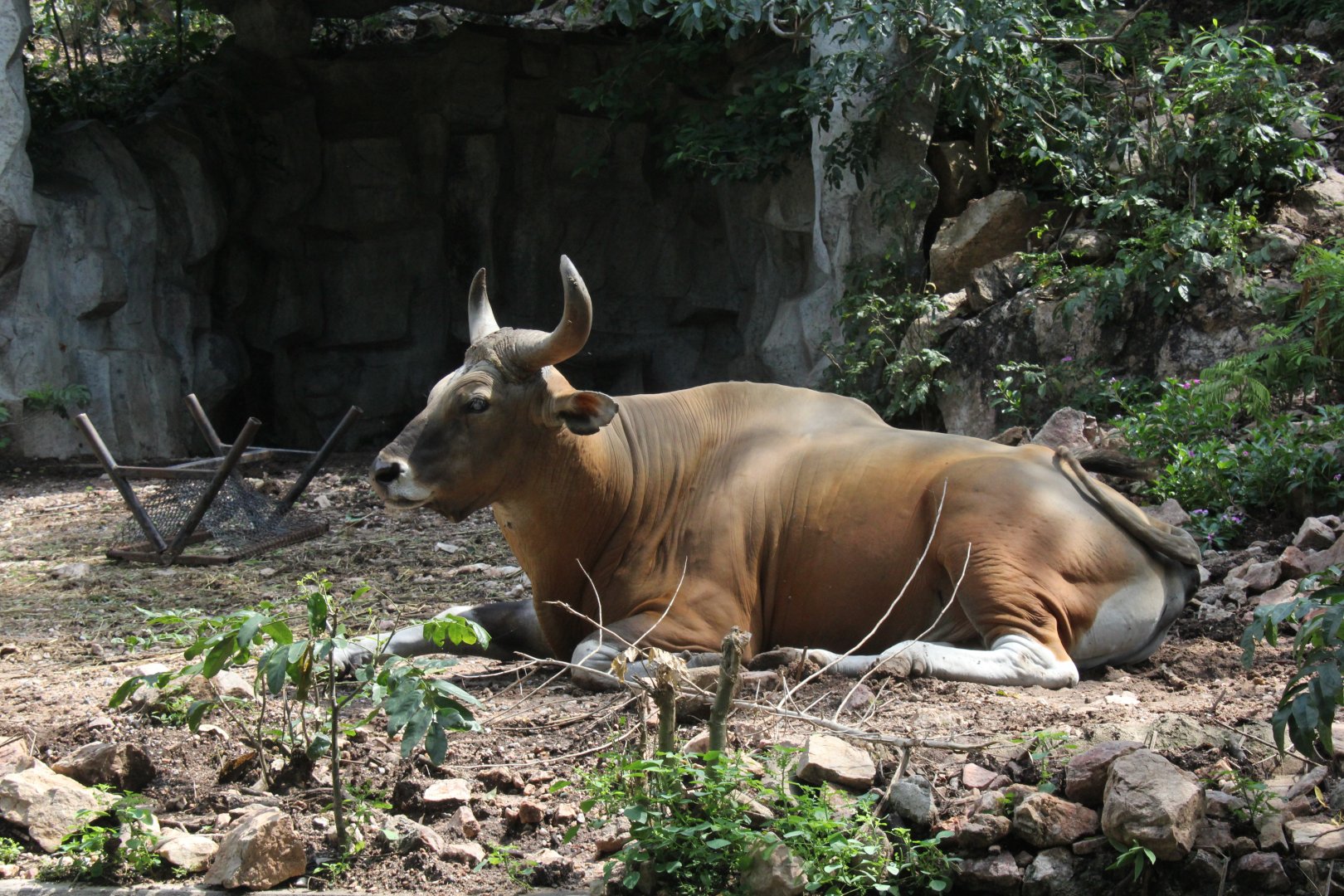 Burma banteng (Bos javanicus birmanicus)