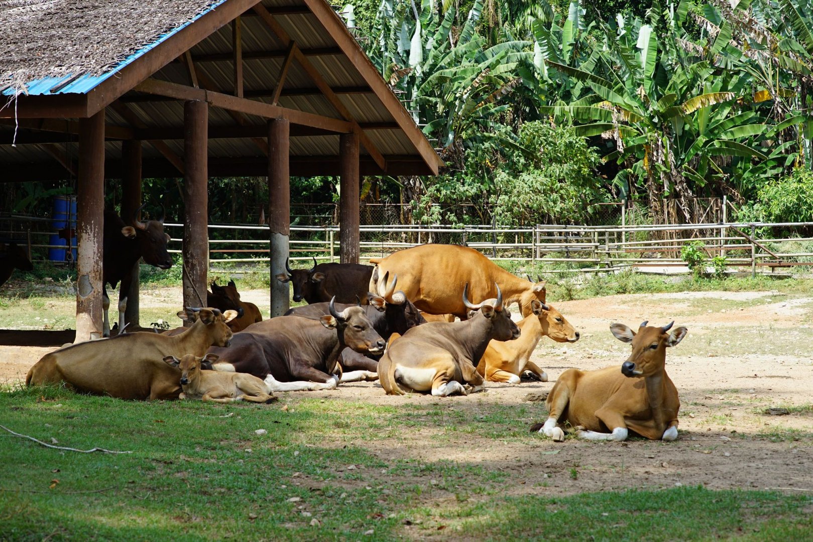 Burma banteng (Bos javanicus birmanicus)